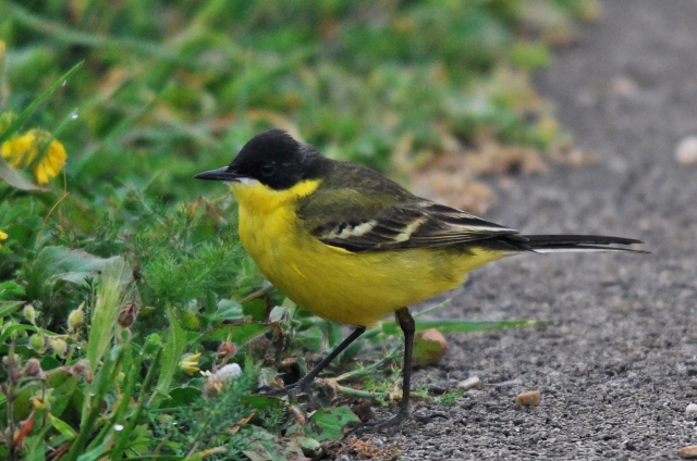 Cutrettola (Motacilla feldegg)